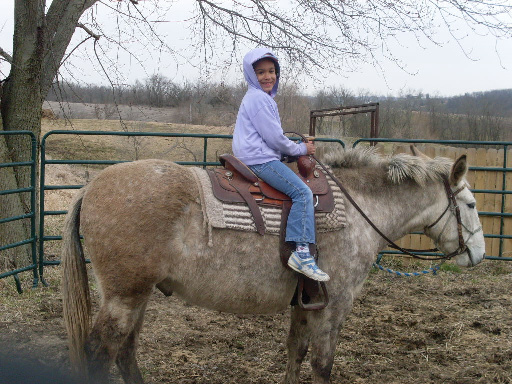 Mules \u0026 Horses | Coyote Run Farm